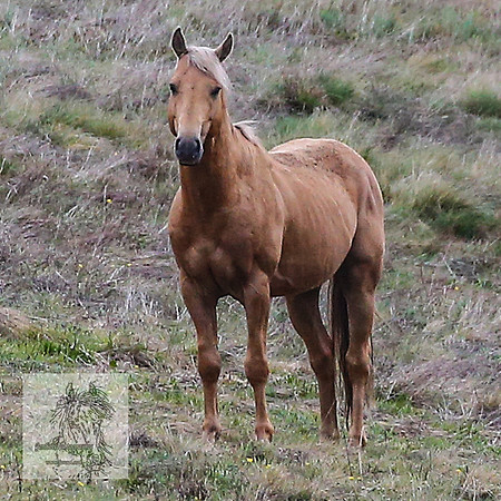 Brumbies12Nov_0091