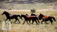 BrumbiesApr2022_0067