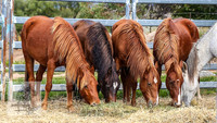 BrumbiesApr2022_0021