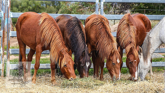 BrumbiesApr2022_0021