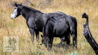 BrumbiesApr2022_0096