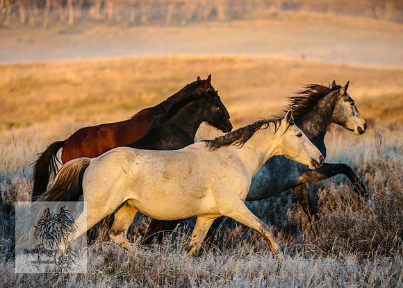 BrumbiesEasterSun2022_0111