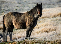BrumbiesEasterThurs2022_0023