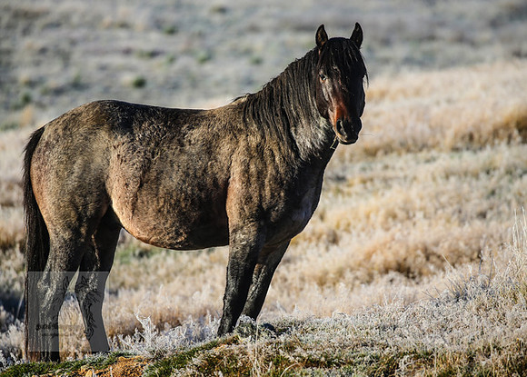 BrumbiesEasterThurs2022_0023
