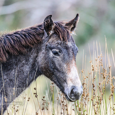 BrumbiesEasterFri2022_0253