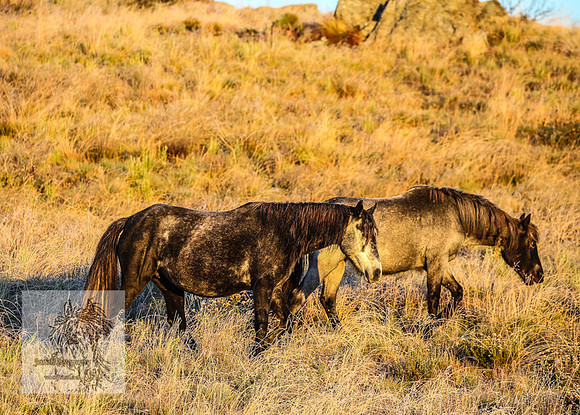 BrumbiesEasterSun2022_0193