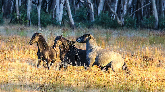 BrumbiesEasterFri2022_0051