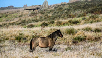 BrumbiesEasterThurs2022_0051