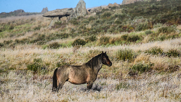 BrumbiesEasterThurs2022_0051