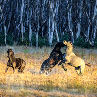 BrumbiesEasterFri2022_0026