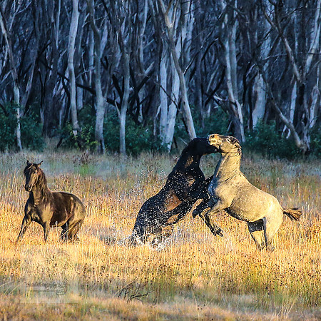 BrumbiesEasterFri2022_0026