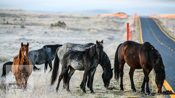 BrumbiesEasterSun2022_0056