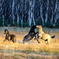 BrumbiesEasterFri2022_0016