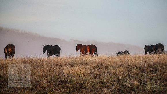 BrumbiesEasterFri2022_0067