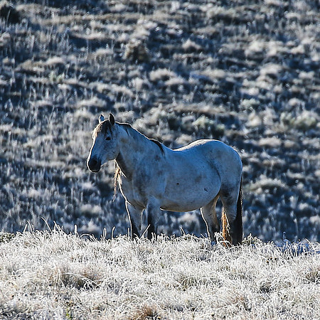 BrumbiesEasterThurs2022_0059
