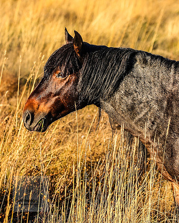 BrumbiesEasterSat2022_0308