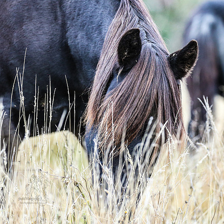 BrumbiesEasterFri2022_0254