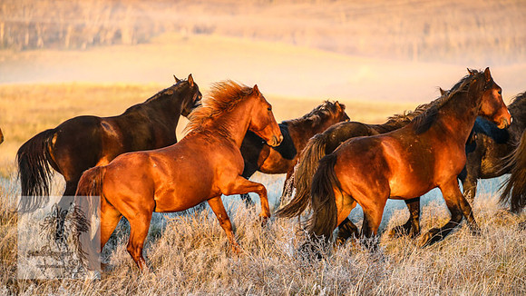 BrumbiesEasterSun2022_0136
