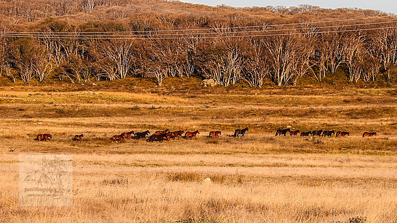 BrumbiesEasterFri2022_0076