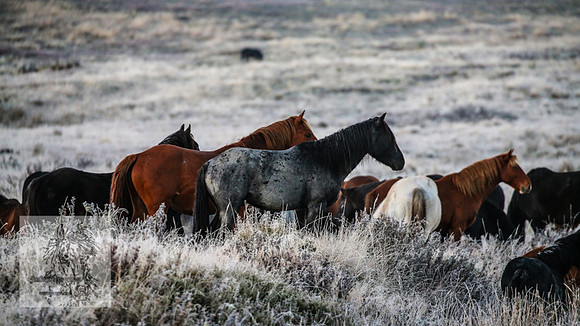BrumbiesEasterSun2022_0035