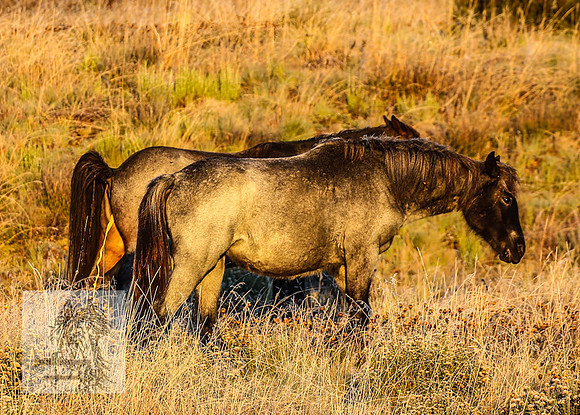 BrumbiesEasterSun2022_0171