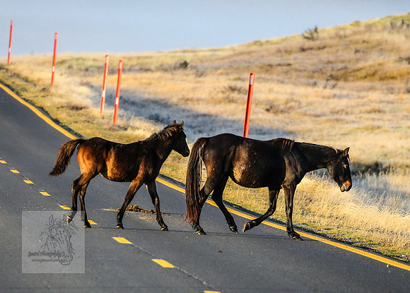 BrumbiesEasterFri2022_0091