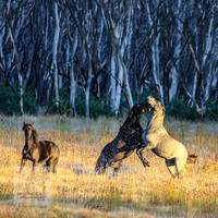 BrumbiesEasterFri2022_0029