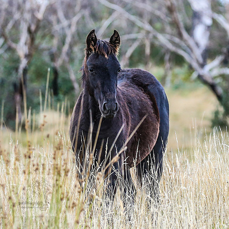 BrumbiesEasterFri2022_0288