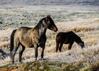 BrumbiesEasterThurs2022_0036
