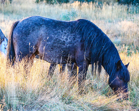 BrumbiesEasterSat2022_0222