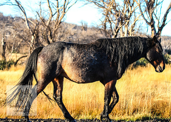 BrumbiesEasterSun2022_0255
