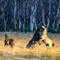BrumbiesEasterFri2022_0027