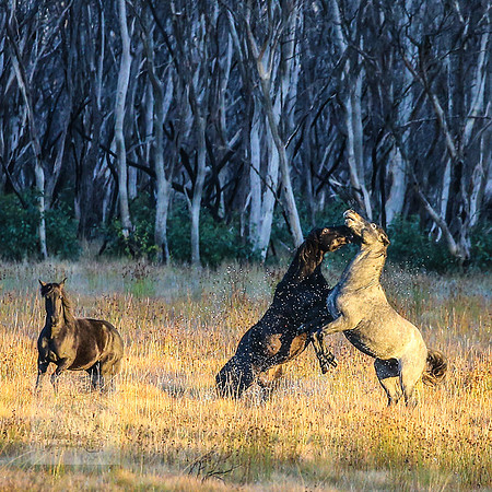 BrumbiesEasterFri2022_0027
