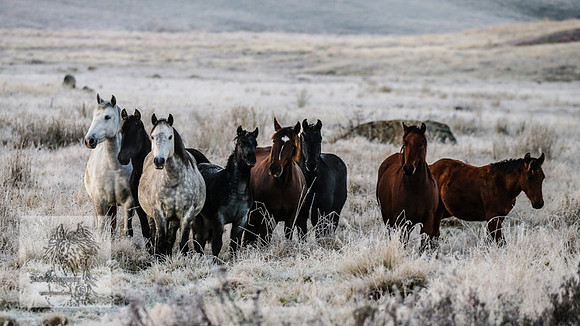 BrumbiesEasterSun2022_0059
