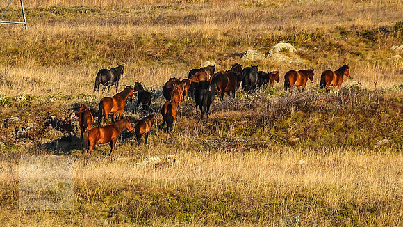 BrumbiesEasterFri2022_0083