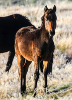 BrumbiesEasterThurs2022_0027