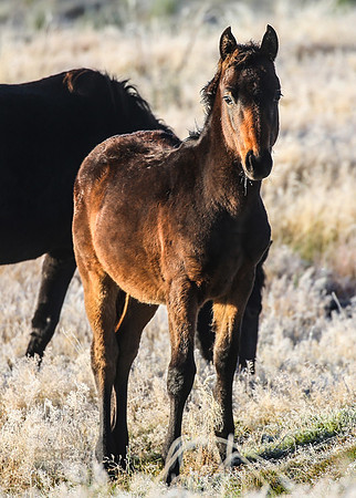 BrumbiesEasterThurs2022_0027