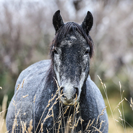 BrumbiesEasterFri2022_0267