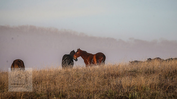 BrumbiesEasterFri2022_0068