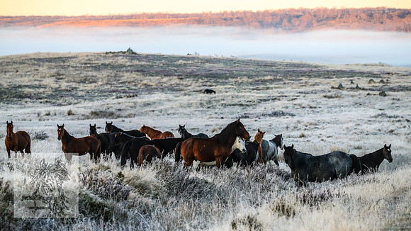 BrumbiesEasterSun2022_0090
