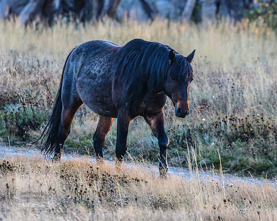 BrumbiesEasterSat2022_0229