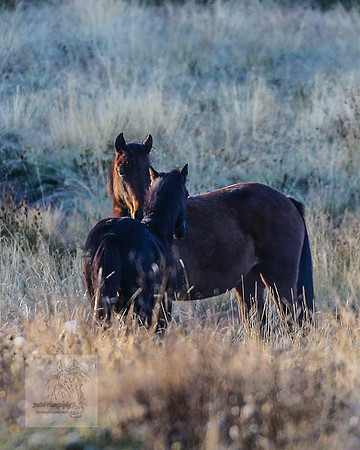 BrumbiesEasterSat2022_0277