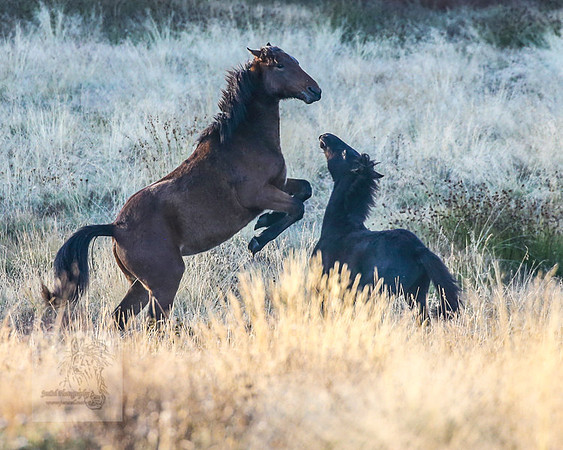 BrumbiesEasterSat2022_0251