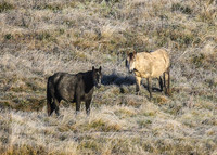 BrumbiesEasterThurs2022_0019