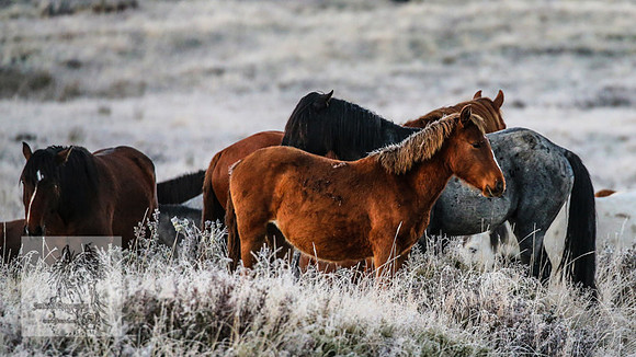BrumbiesEasterSun2022_0026