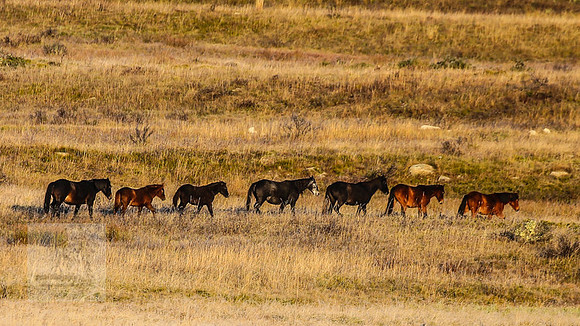 BrumbiesEasterFri2022_0071