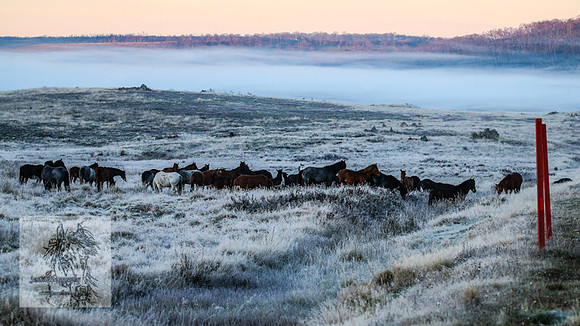 BrumbiesEasterSun2022_0016