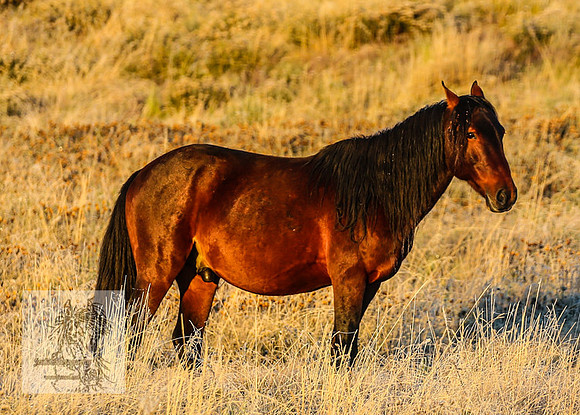 BrumbiesEasterSun2022_0164