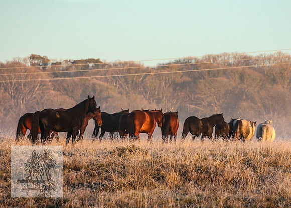 BrumbiesEasterSun2022_0108