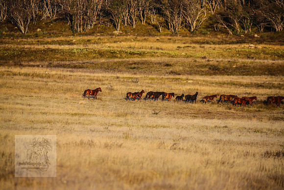 BrumbiesEasterFri2022_0075